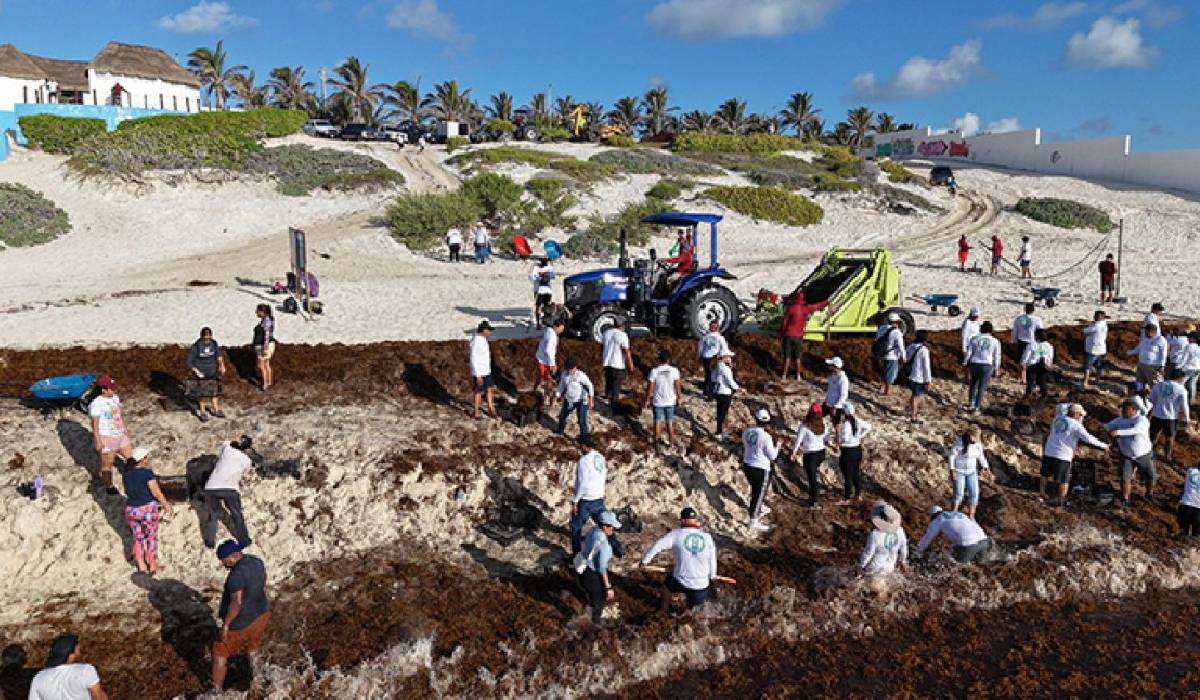 Maquinaria pesada removiendo sargazo en Playa Delfines