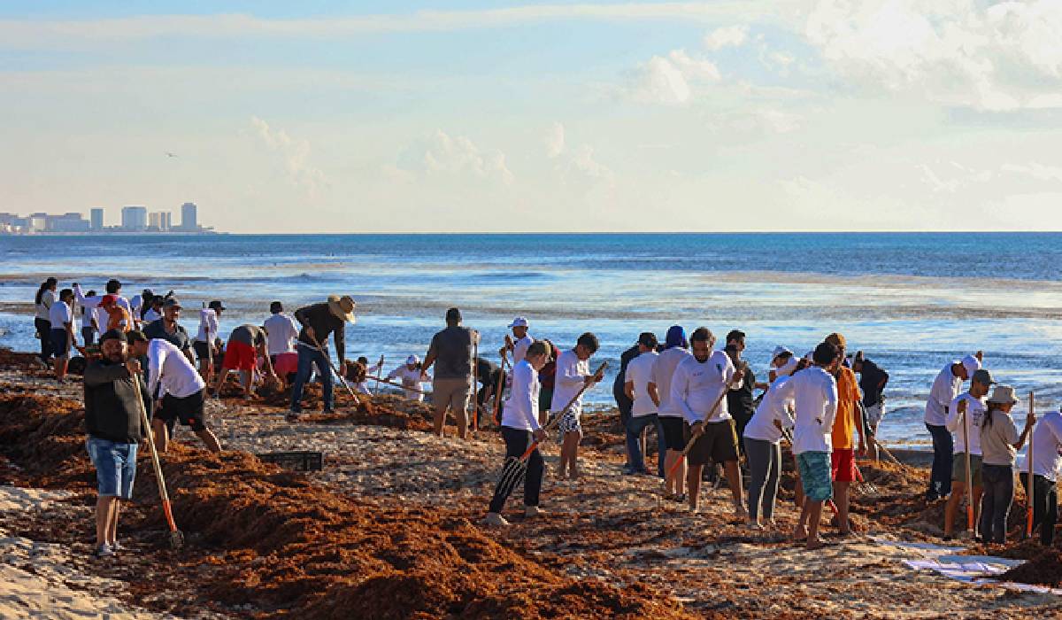 Voluntarios colaborando en la limpieza de sargazo en Playa Delfines