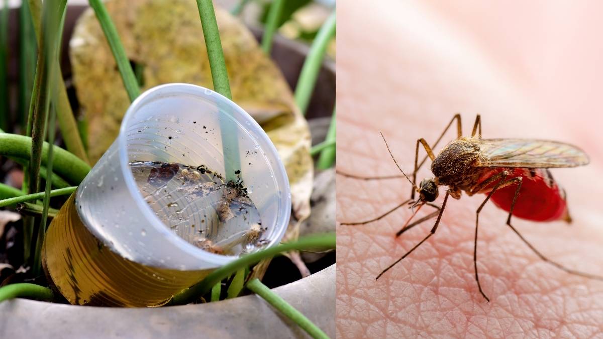 Que es el virus chikungunya y como se transmite