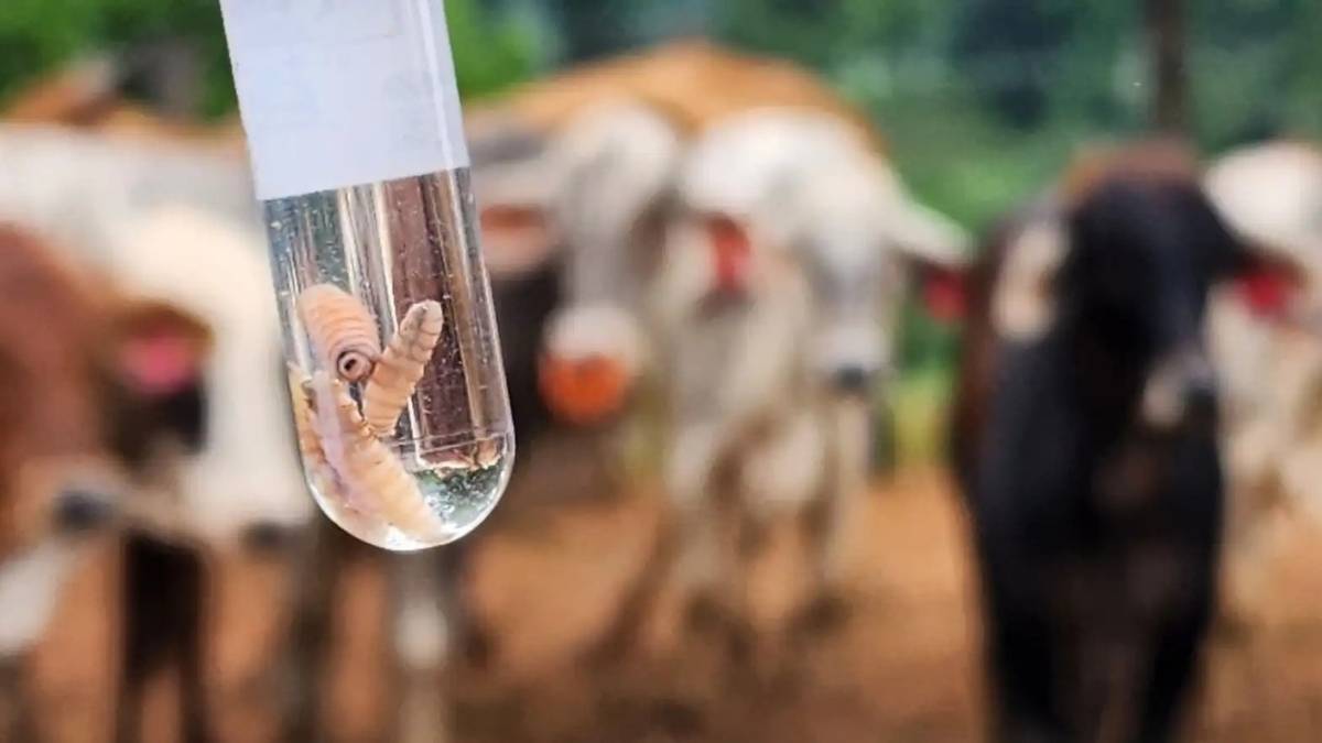 Riesgo en animales y tratamiento medico