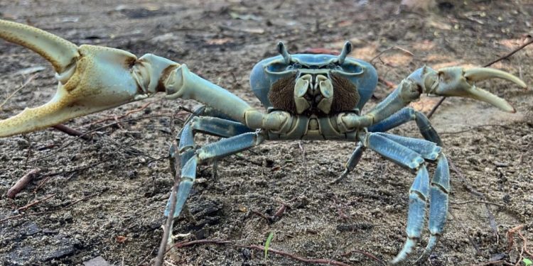 Extensión del cangrejo azul en Veracruz está en grave peligro