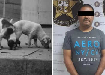 Hombre envenena perros por ladridos; 4 mueren