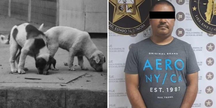Hombre envenena perros por ladridos; 4 mueren