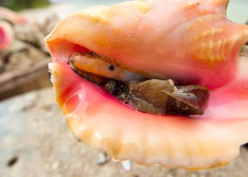 Primer plano de un caracol rosado abierto, especie marina en peligro de extinción.