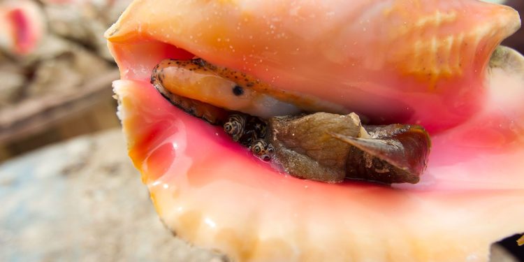 Primer plano de un caracol rosado abierto, especie marina en peligro de extinción.