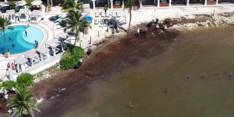 Ocupación pesquera en Playa del Carmen sigue a la baja
