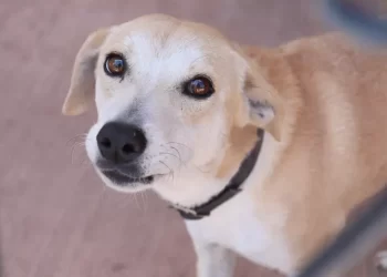 Animalistas de Q. Roo buscan multa de 30 mil pesos por pirotecnia