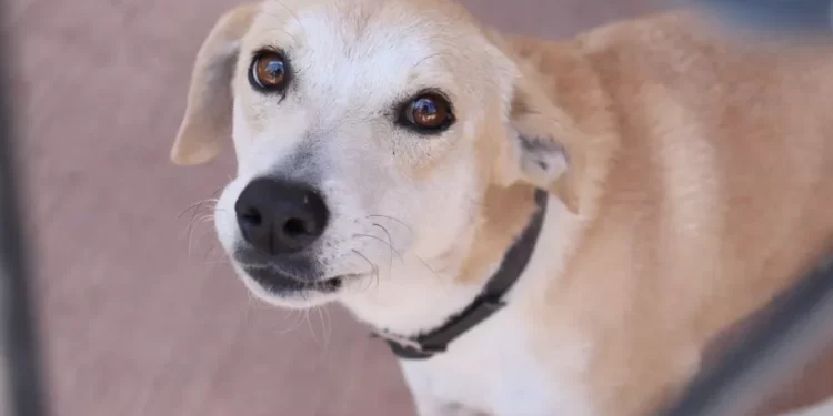 Animalistas de Q. Roo buscan multa de 30 mil pesos por pirotecnia