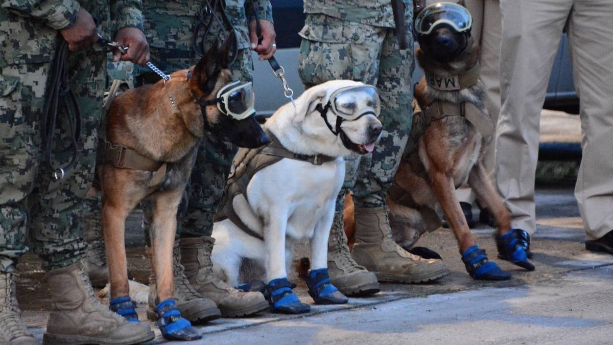 Binomios caninos heroes de cuatro patas