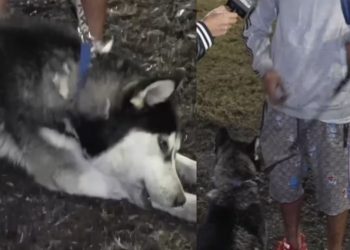 Husky salvó a su dueño de morir en la explosión de pipa en puente de La Concordia