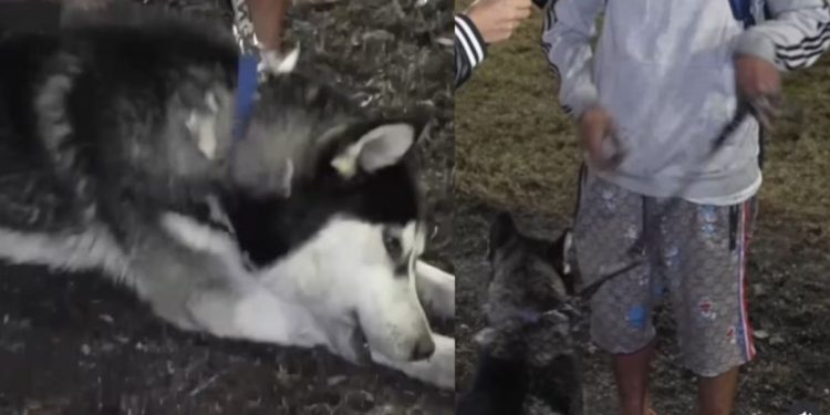 Husky salvó a su dueño de morir en la explosión de pipa en puente de La Concordia