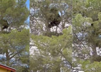 Rescatan a oso que pasó más de un día en un árbol de Agua Prieta, Sonora