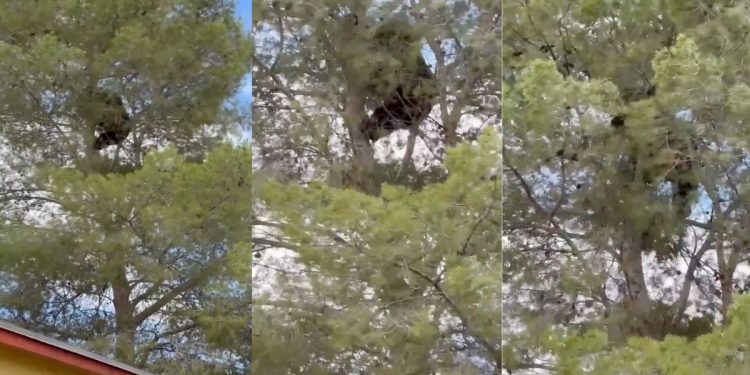 Rescatan a oso que pasó más de un día en un árbol de Agua Prieta, Sonora