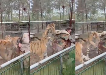 Tigre en cautiverio ataca a su veterinaria en Mazamitla, Jalisco