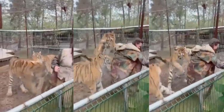 Tigre en cautiverio ataca a su veterinaria en Mazamitla, Jalisco