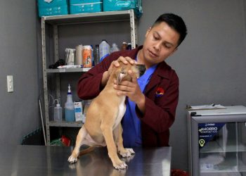 Exitosa campaña Gratuita de Vacunación Antirrábica para Perros y Gatos en Cancún