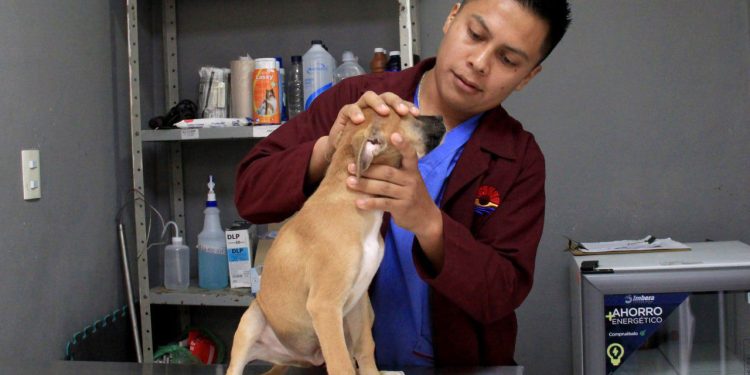 Exitosa campaña Gratuita de Vacunación Antirrábica para Perros y Gatos en Cancún