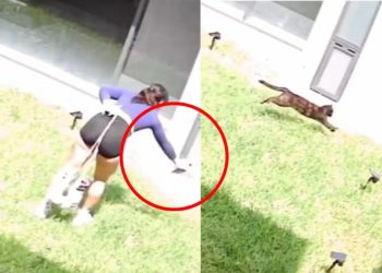 Alana Flores es captada rociándole insecticida a su gato