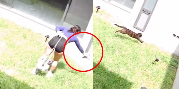 Alana Flores es captada rociándole insecticida a su gato