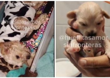 Cereza y Cerecito: los perritos sobrevivientes de la explosión en Iztapalapa encuentran un nuevo hogar lleno de amor
