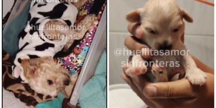 Cereza y Cerecito: los perritos sobrevivientes de la explosión en Iztapalapa encuentran un nuevo hogar lleno de amor