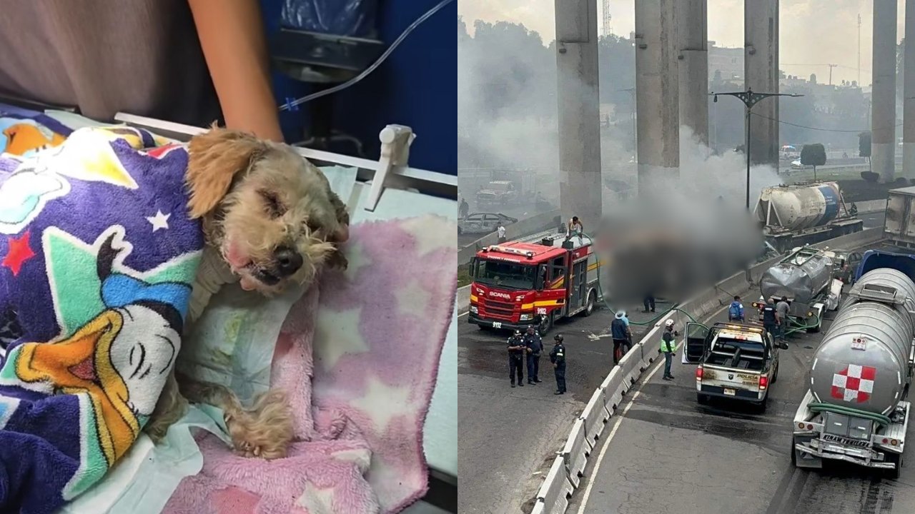 Cereza y Cerecito: los perritos sobrevivientes de la explosión en Iztapalapa encuentran un nuevo hogar lleno de amor