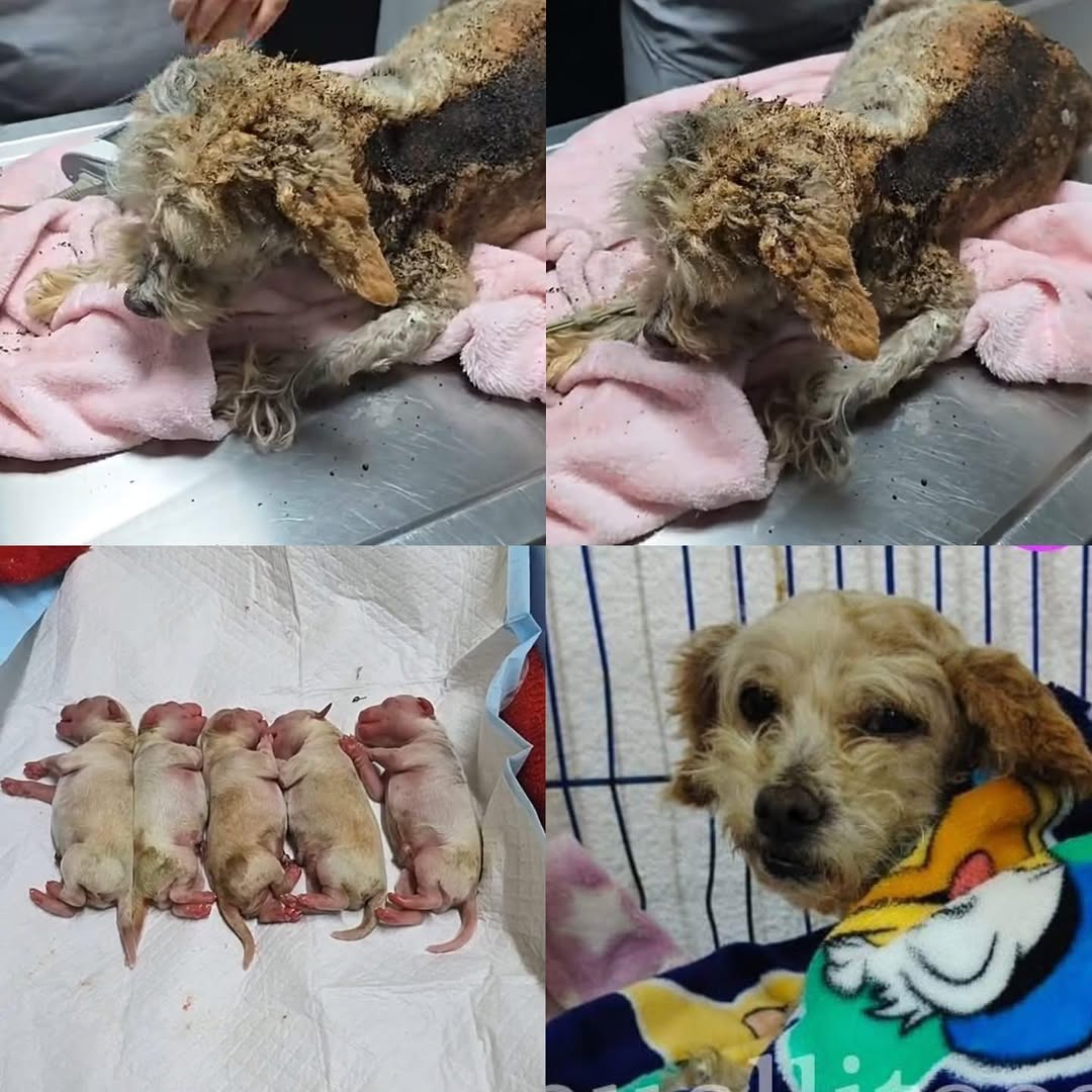 Cereza y Cerecito: los perritos sobrevivientes de la explosión en Iztapalapa encuentran un nuevo hogar lleno de amor