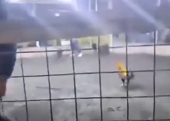 Hombre muere desangrado tras ser atacado por su propio gallo de pelea