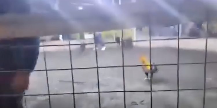 Hombre muere desangrado tras ser atacado por su propio gallo de pelea