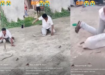 Muere famoso domador de cobras tras letal mordida | Decenas presenciaron sus últimos suspiros (VIDEO)