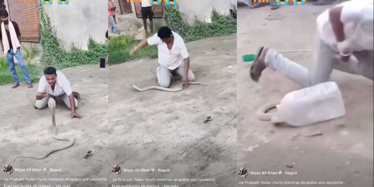 Muere famoso domador de cobras tras letal mordida | Decenas presenciaron sus últimos suspiros (VIDEO)
