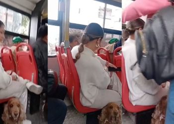 Pasajeros reclaman a mujer que viajaba con su perro