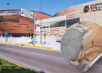 “Perrita embarazada muere tras ser perseguida por guardias en Galerías Toluca: buscaba refugio de la lluvia”