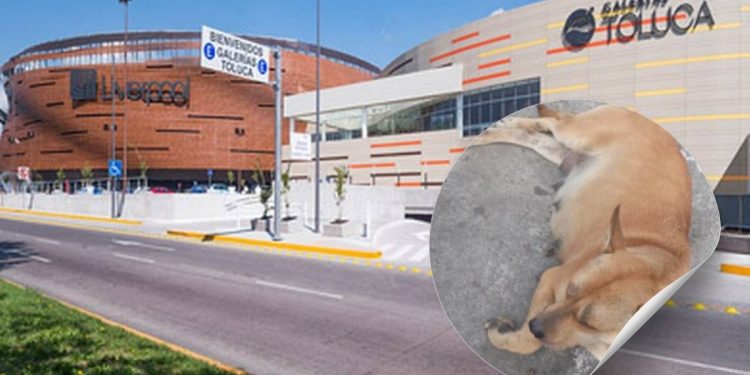 “Perrita embarazada muere tras ser perseguida por guardias en Galerías Toluca: buscaba refugio de la lluvia”