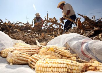 Productores mexicanos cosechan maíz bajo el sol durante las protestas y bloqueos de carreteras por el precio del grano.