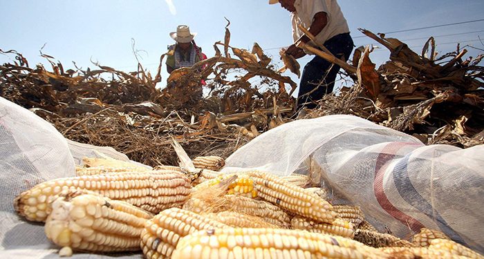Productores mexicanos cosechan maíz bajo el sol durante las protestas y bloqueos de carreteras por el precio del grano.