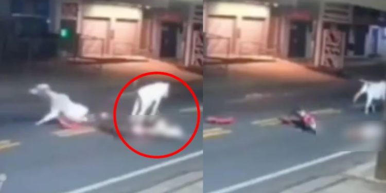 Tragedia en Brasil: joven promesa del fútbol muere al chocar contra una vaca cuando regresaba a casa