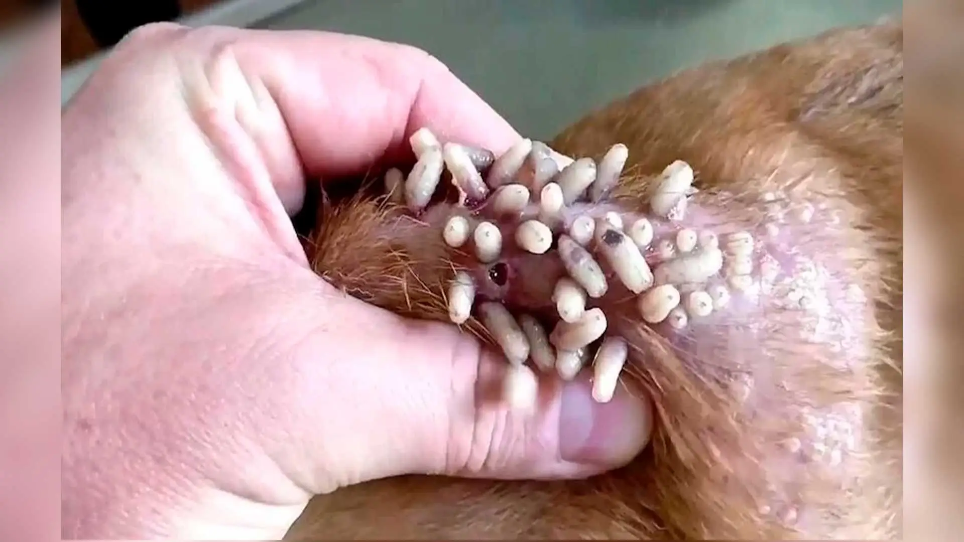 Ganado afectado por el gusano barrenador en México durante revisión veterinaria