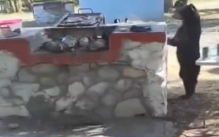 Osos sorprenden a familia durante carne asada en Nuevo León
