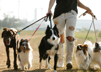 Regulación de paseadores de mascotas en México: nueva ley garantizará bienestar animal y registro obligatorio