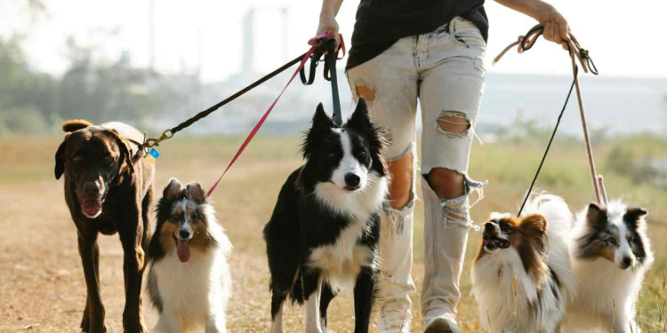 Regulación de paseadores de mascotas en México: nueva ley garantizará bienestar animal y registro obligatorio