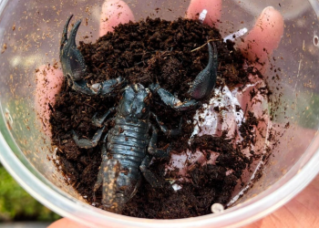 Profepa rescata reptiles y arácnidos traficados por paquetería en San Luis Potosí: operativo revela red de tráfico animal