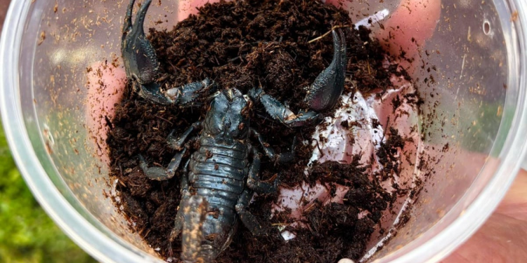 Profepa rescata reptiles y arácnidos traficados por paquetería en San Luis Potosí: operativo revela red de tráfico animal