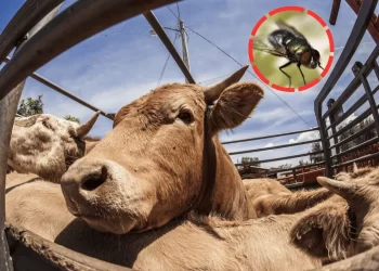 Ganadero revisa una vaca afectada por el gusano barrenador en una finca rural de México.