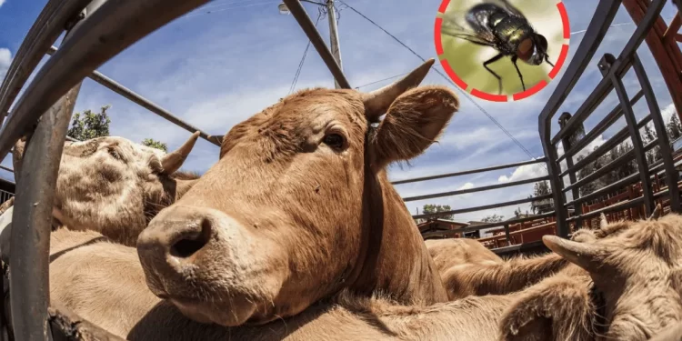 Ganadero revisa una vaca afectada por el gusano barrenador en una finca rural de México.