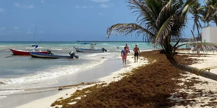 Ocho playas del Caribe Mexicano sufren sargazo excesivo