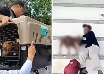 Perrita rescatada tras brutal abuso en la Región 237 de Cancún