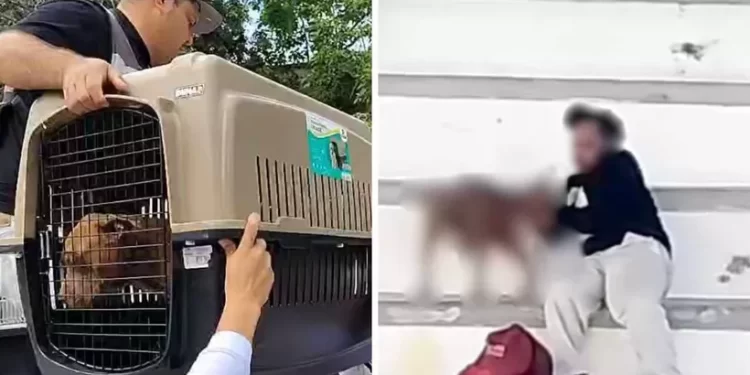 Perrita rescatada tras brutal abuso en la Región 237 de Cancún