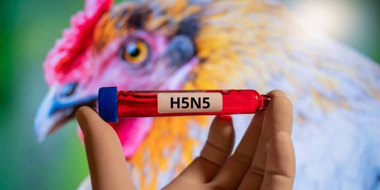 Alerta Sanitaria Detectan primer caso humano de Gripe Aviar en Estados Unidos