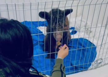Así luce Mina, la osa rescatada del zoológico La Pastora en Nuevo León